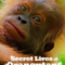 Secret Lives of Orangutans ชีวิตลับอุรังอุตัง (2024) NETFLIX บรรยายไทย